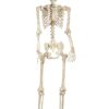 Pose-n-Stay 5ft life-sized Skeleton - Image 2